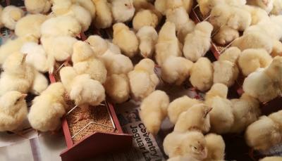 Fresh Brown Table Chicken Eggs for sale now | Hong Kong - Eastern Other
