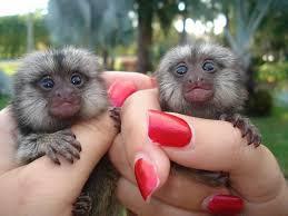 Pygmy Marmoset Monkeys Male & Female - Livingston Other