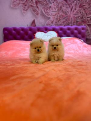 Pomeranian puppies - Vienna Dogs, Puppies