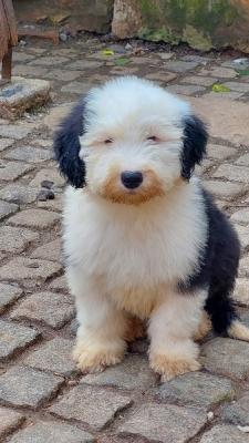 Bobtail, top two males - Vienna Dogs, Puppies