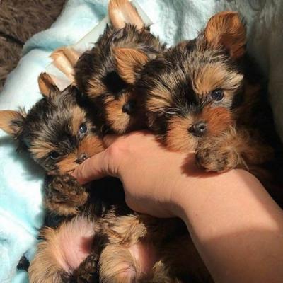  Yorkshire Terrier ‘Yorkie’ Puppies For Sale .Whatsap : +351924685560  - Geneva Dogs, Puppies