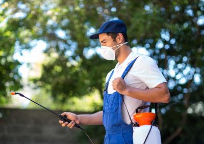 Top 10 Pest Control Tips for a Bug-Free Home - Brisbane Other
