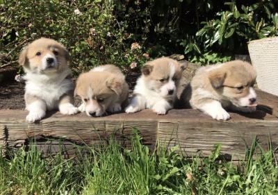 Pembroke Welsh Corgi Puppies for sale.Whatsap : +351924685560 - Porto Dogs, Puppies