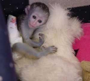 .....Smart outstanding baby Capuchin monkeys for sale - Edmonton Dogs, Puppies