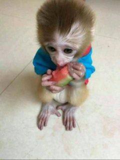Very healthy capuchin for you.WHATSAPP :  +351 924 68 5560 - Glasgow Other