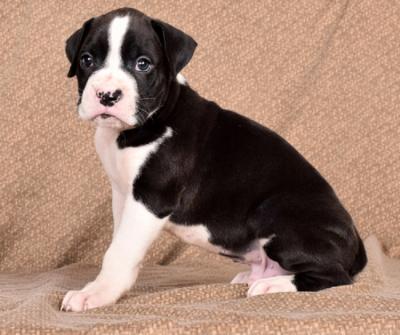 Quality Boston Terrier Puppies.Whatsap : +351924685560  - Phoenix Dogs, Puppies