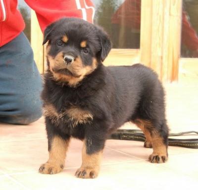 Meet Your New Best Friend: Vibrant Rottweiler Puppy for Sale - Cleveland Dogs, Puppies