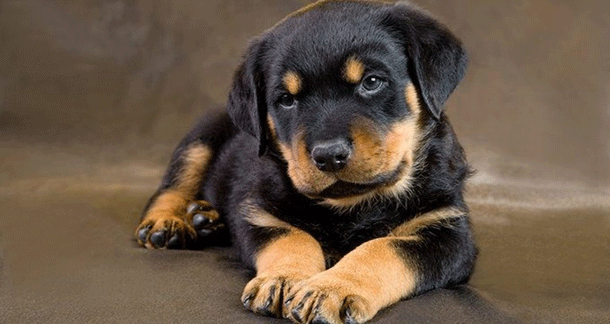 Your Future Protector: Strong and Healthy Rottweiler Puppy Available Now - Cleveland Dogs, Puppies