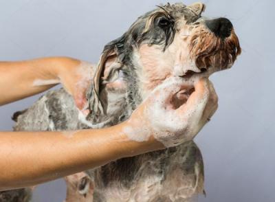 The Best Dog Grooming Services in Ghaziabad - Ghaziabad Other