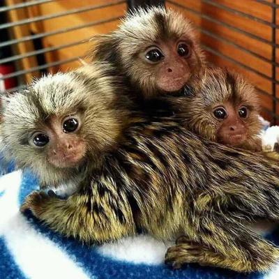 Male and female Marmoset and marmoset monkeys for sale.WHATSAPP : +351 924 685 560 - Dublin Dogs, Puppies