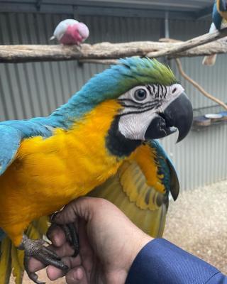   Pair of Blue and Gold Macaw Parrots For Sale  - Dubai Birds