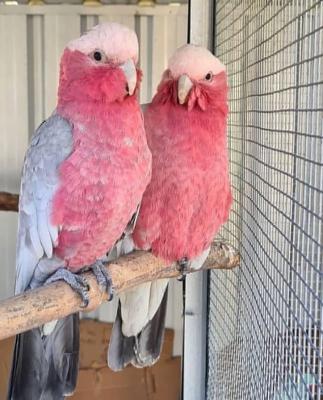  Galah Cockatoo Parrots for Sale - Dubai Birds