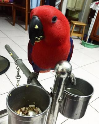   Eclectus Parrots For Sale - Sharjah Birds