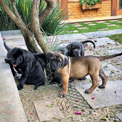  Cane Corso puppies for sale.  - Kuwait Region Dogs, Puppies