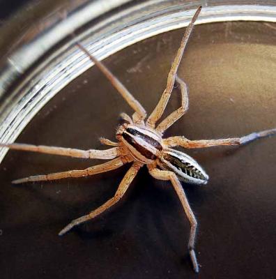 Spider Pest Control Canberra - Adelaide Maintenance, Repair