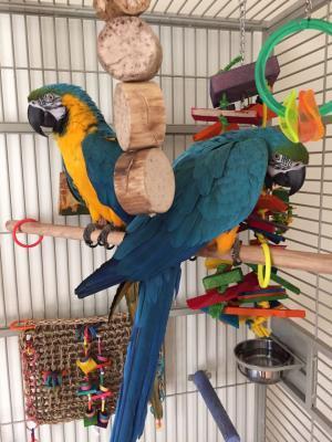  lovely and adorable golden macaw parrot ready for SALE.WHATSAPP : +44 7453 949252 - Glasgow Birds