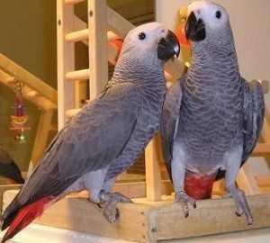 adorable African gray parrot for SALE..WHATSAPP : +44 7453 949252 - Manchester Birds