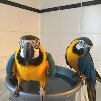 A Pair of Talking Blue and Gold Macaw Parrots.WHATSAPP : +44 7453 949252 - London Birds