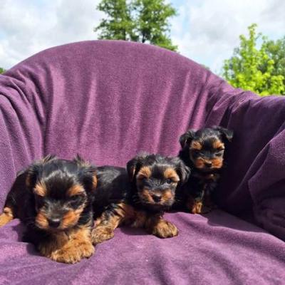 Yorkshire-Terrier-Welpen - Vienna Dogs, Puppies