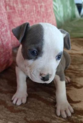 Blaue American Staffordshire Terrier-Welpen - Vienna Dogs, Puppies
