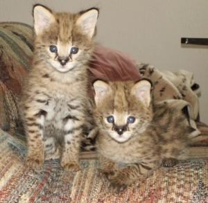 TICA Beautiful Serval Kittens for sale whatsapp by text or call +33745567830 - Zurich Cats, Kittens