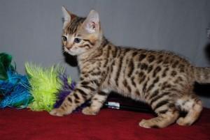 Bengal Kittens Available for sale whatsapp by text or call +33745567830 - Dublin Cats, Kittens