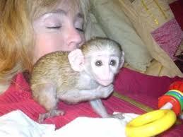 Energetic Capuchin monkeys for sale. 1 male and 1 female whatsapp by text or call +33745567830 - Kuwait Region Livestock