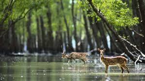 SUNDARBAN GROUP TOUR PACKAGE - Kolkata Other