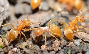 Effective Pest Control In Vancouver - Other Other