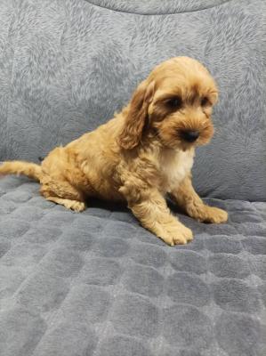 Cocapoo puppies - Vienna Dogs, Puppies