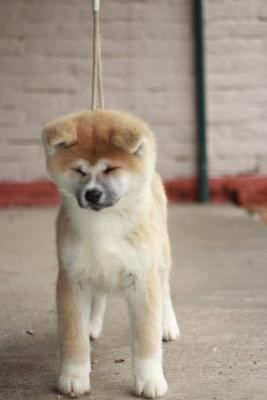 Japanese Akita puppies - Vienna Dogs, Puppies
