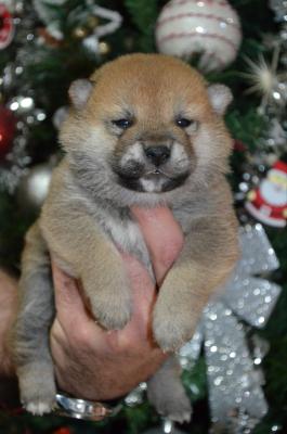 Shiba inu puppies - Vienna Dogs, Puppies