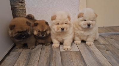 chow chow - Vienna Dogs, Puppies