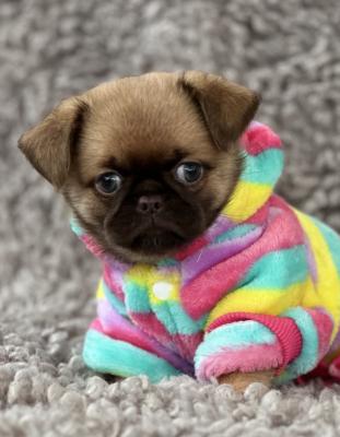 Griffon Brussel - Vienna Dogs, Puppies