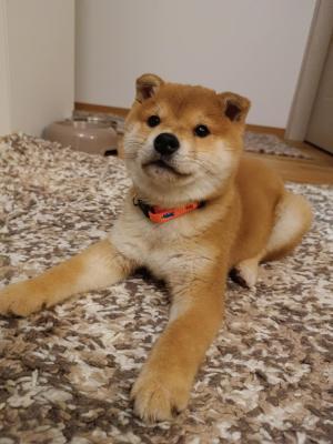 Shiba inu Puppies cheap - Vienna Dogs, Puppies