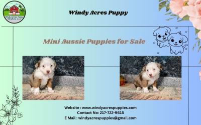 mini aussie puppies for sale - Other Other
