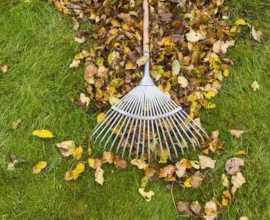 Fall Cleanup Landscaping Near Me