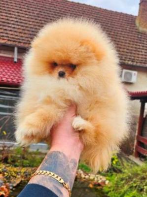 Top-Pomeranian-Welpen - Vienna Dogs, Puppies