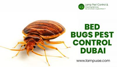 bed bugs pest control Sharjah - Dubai Other