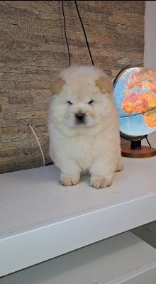 Chow chow - Vienna Dogs, Puppies