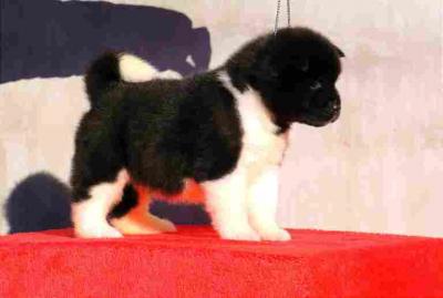 American Akita puppies - Vienna Dogs, Puppies