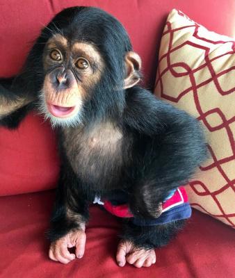   CHIMPANZEES MONKEYS AVAILABLE  - Linz Other