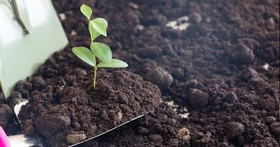 Organic Living Soil for Sale - Other Other