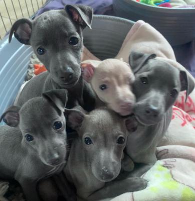  Italian Greyhound puppies - Kuwait Region Dogs, Puppies