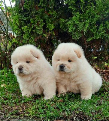 Chow chow chow chow - Vienna Dogs, Puppies