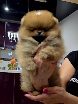 POMERANIAN, purebred puppies  - Vienna Dogs, Puppies