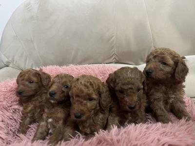 Mini toy poodles INEXPENSIVE - Vienna Dogs, Puppies