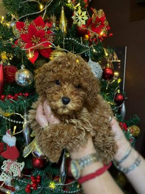 Red miniature poodles - Vienna Dogs, Puppies