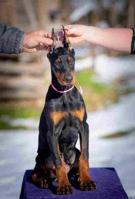 DOBERMAN PUPPY  - Vienna Dogs, Puppies