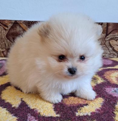 Pomeranians - Vienna Dogs, Puppies